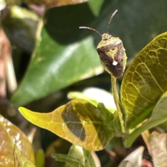 Unidentified Shield, Stink or Jewel Bug (Pentatomoidea) at Campbelltown, NSW - 1 Oct 2023 by Hejor1