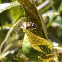 Ocirrhoe westwoodi at Campbelltown, NSW - 1 Oct 2023 11:17 AM