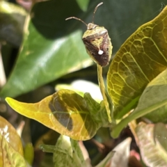 Ocirrhoe westwoodi at Campbelltown, NSW - 1 Oct 2023 11:17 AM