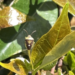 Ocirrhoe westwoodi at Campbelltown, NSW - 1 Oct 2023 11:17 AM