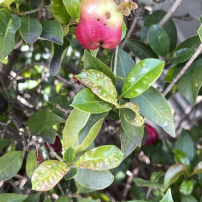 Syzygium paniculatum at Campbelltown, NSW - 1 Oct 2023 by Hejor1