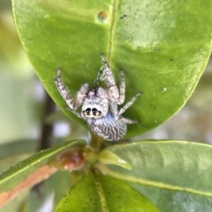 Unidentified Jumping or peacock spider (Salticidae) at Campbelltown, NSW - 1 Oct 2023 by Hejor1