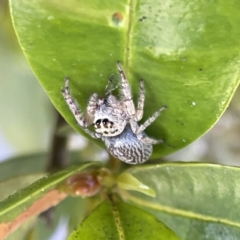 Opisthoncus sp. (genus) at Campbelltown, NSW - 1 Oct 2023 11:20 AM