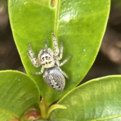 Opisthoncus sp. (genus) at Campbelltown, NSW - 1 Oct 2023 11:20 AM