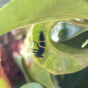 Harmonia conformis at Campbelltown, NSW - 1 Oct 2023 11:22 AM