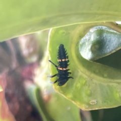 Harmonia conformis at Campbelltown, NSW - 1 Oct 2023 11:22 AM