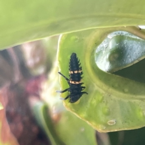 Harmonia conformis at Campbelltown, NSW - 1 Oct 2023