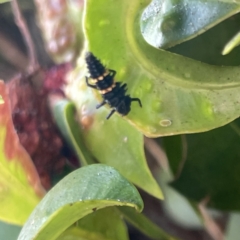 Harmonia conformis at Campbelltown, NSW - 1 Oct 2023 11:22 AM