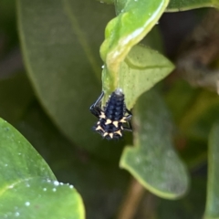 Harmonia conformis at Campbelltown, NSW - 1 Oct 2023 11:22 AM