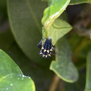 Harmonia conformis at Campbelltown, NSW - 1 Oct 2023