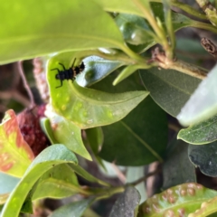 Harmonia conformis at Campbelltown, NSW - 1 Oct 2023