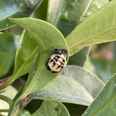 Harmonia testudinaria (Tortoise-shelled ladybird) at Campbelltown, NSW - 1 Oct 2023 by Hejor1