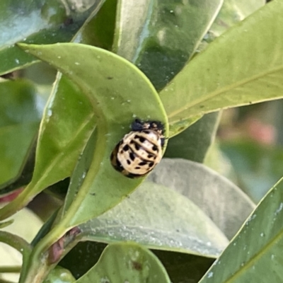 Unidentified Lady beetle (Coccinellidae) at Campbelltown, NSW - 1 Oct 2023 by Hejor1