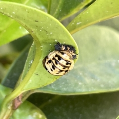 Harmonia testudinaria at Campbelltown, NSW - 1 Oct 2023 11:23 AM