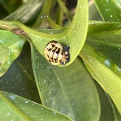 Harmonia testudinaria at Campbelltown, NSW - 1 Oct 2023 11:23 AM