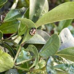 Harmonia testudinaria at Campbelltown, NSW - 1 Oct 2023 11:23 AM