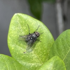 Unidentified Blow fly (Calliphoridae) at Campbelltown, NSW - 1 Oct 2023 by Hejor1