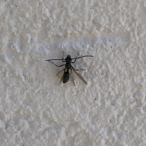 Formicidae (family) at Campbelltown, NSW - 1 Oct 2023 11:31 AM