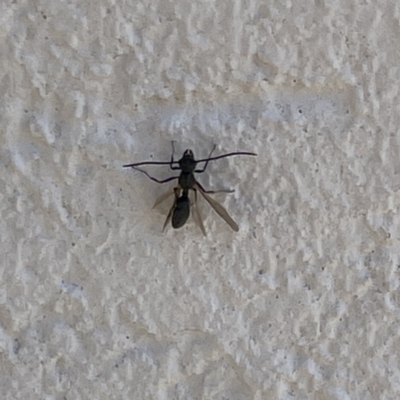 Formicidae (family) (Unidentified ant) at Campbelltown, NSW - 1 Oct 2023 by Hejor1