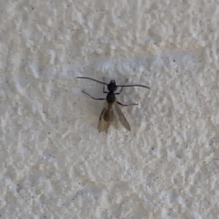 Formicidae (family) at Campbelltown, NSW - 1 Oct 2023 11:31 AM