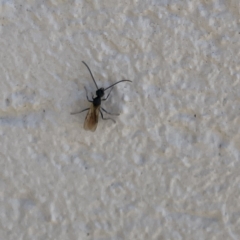 Formicidae (family) at Campbelltown, NSW - 1 Oct 2023 11:31 AM