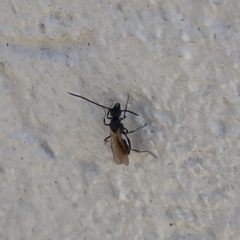 Formicidae (family) at Campbelltown, NSW - 1 Oct 2023 11:31 AM