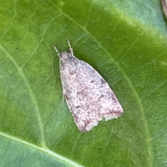 Unidentified Concealer moth (Oecophoridae) at Campbelltown, NSW - 1 Oct 2023 by Hejor1