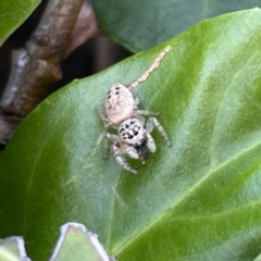 Opisthoncus sp. (genus) (Opisthoncus jumping spider) at Campbelltown, NSW - 1 Oct 2023 by Hejor1