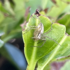 Oxyopes elegans (Elegant Lynx Spider) at Campbelltown, NSW - 1 Oct 2023 by Hejor1