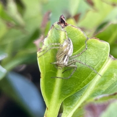 Oxyopes elegans (Elegant Lynx Spider) at Campbelltown, NSW - 1 Oct 2023 by Hejor1