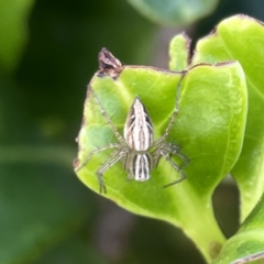 Oxyopes elegans at Campbelltown, NSW - 1 Oct 2023 11:34 AM