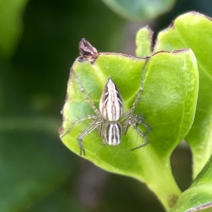 Oxyopes elegans at Campbelltown, NSW - 1 Oct 2023 11:34 AM