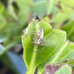 Oxyopes elegans at Campbelltown, NSW - 1 Oct 2023 11:34 AM