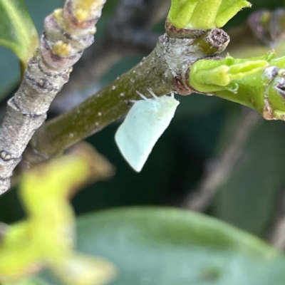 Unidentified Leafhopper or planthopper (Hemiptera, several families) at Campbelltown, NSW - 1 Oct 2023 by Hejor1