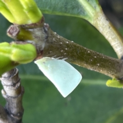 Flatidae (family) at Campbelltown, NSW - 1 Oct 2023 11:35 AM