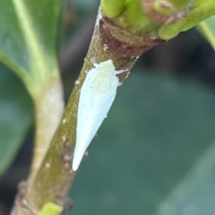 Flatidae (family) at Campbelltown, NSW - 1 Oct 2023 11:35 AM