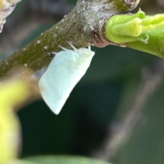 Flatidae (family) at Campbelltown, NSW - 1 Oct 2023 11:35 AM