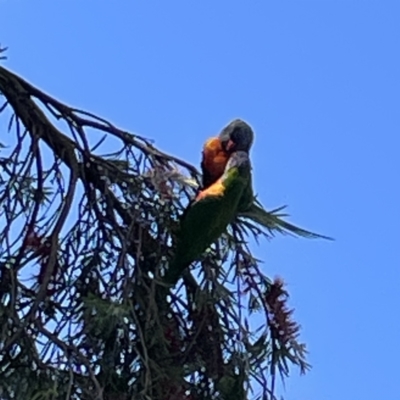 Trichoglossus moluccanus (Rainbow Lorikeet) at Campbelltown, NSW - 1 Oct 2023 by Hejor1