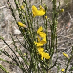 Cytisus scoparius subsp. scoparius at Bendoura, NSW - 30 Sep 2023