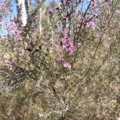 Kunzea parvifolia (Violet Kunzea) at Bendoura, NSW - 30 Sep 2023 by JaneR