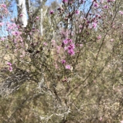 Kunzea parvifolia (Violet Kunzea) at Bendoura, NSW - 30 Sep 2023 by JaneR