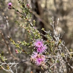 Kunzea parvifolia at Bendoura, NSW - 30 Sep 2023