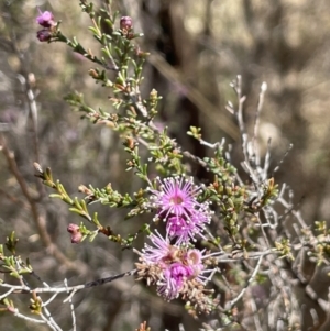 Kunzea parvifolia at Bendoura, NSW - 30 Sep 2023 01:10 PM