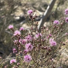 Kunzea parvifolia at Bendoura, NSW - 30 Sep 2023 01:10 PM