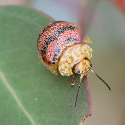 Paropsis obsoleta (Leaf beetle) at Wodonga, VIC - 1 Oct 2023 by KylieWaldon