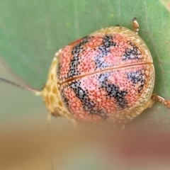 Paropsis obsoleta at Wodonga, VIC - 1 Oct 2023