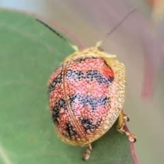 Paropsis obsoleta at Wodonga, VIC - 1 Oct 2023