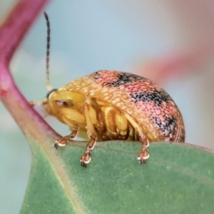 Paropsis obsoleta at Wodonga, VIC - 1 Oct 2023