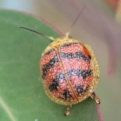 Paropsis obsoleta at Wodonga, VIC - 1 Oct 2023 09:27 AM