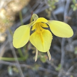 Diuris chryseopsis at Bendoura, NSW - suppressed